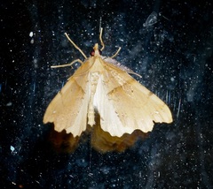 Chalastra pellurgata