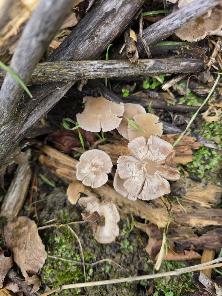 Candolleomyces candolleanus · January 2026 · photo: © xmahliax (iNaturalist, cc-by-nc)