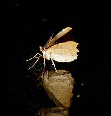 Chalastra pellurgata