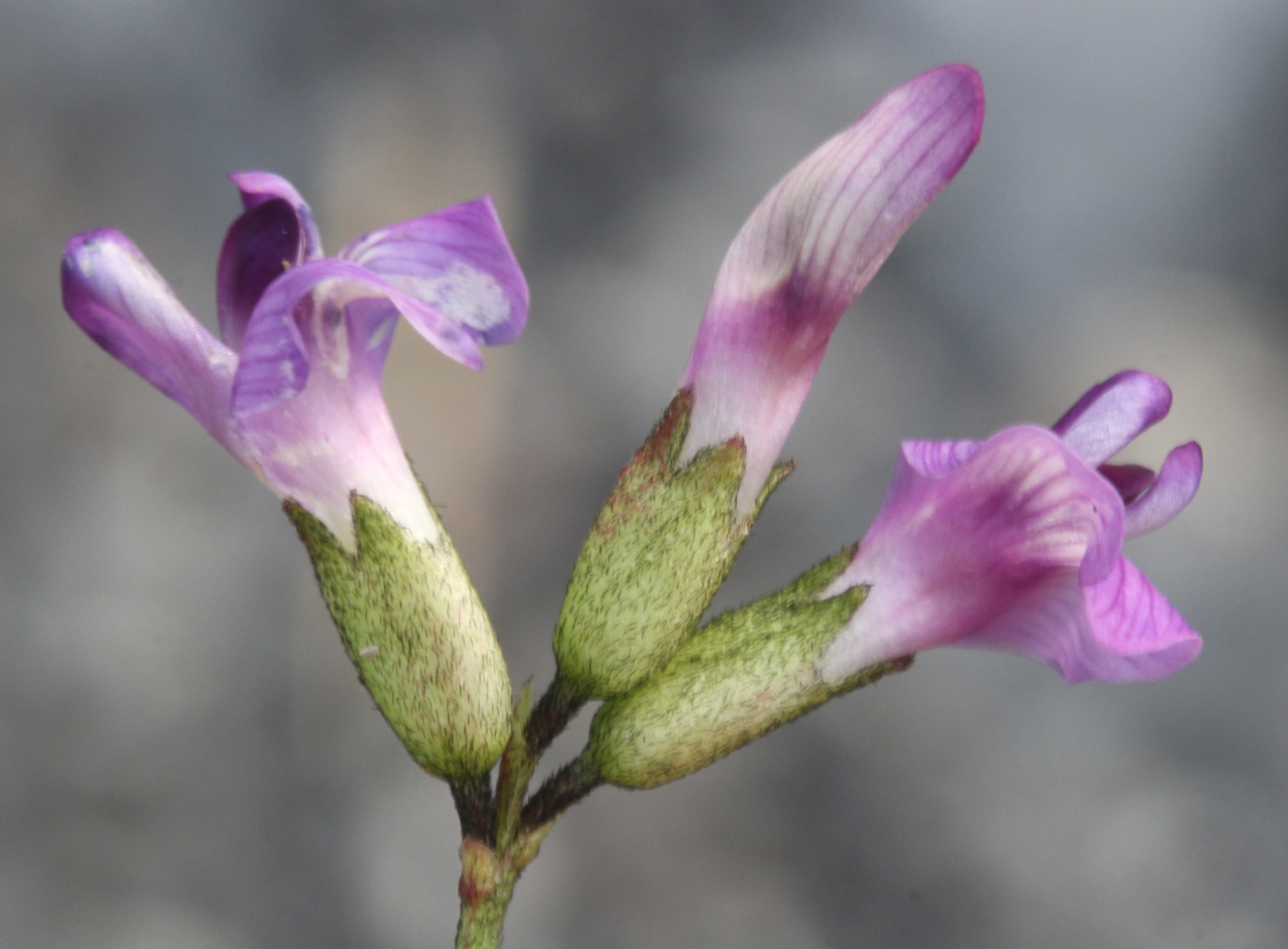 Astragalus polaris