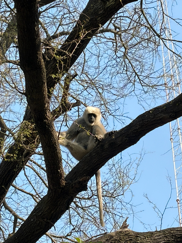 Nepal Sacred Langur