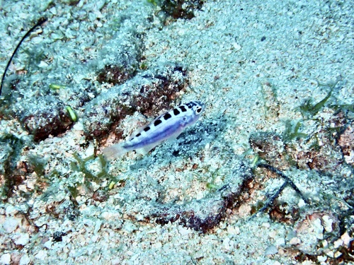 Chalk bass (Serranus tortugarum) — Serranidae — 5