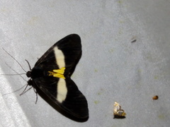 Eumilionia mediofasciata