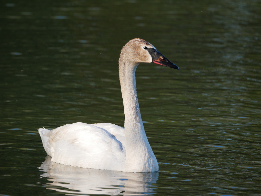 Trumpeter × Mute Swan