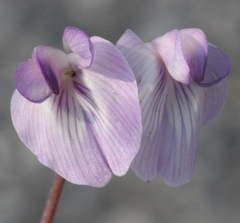 Astragalus nutzotinensis