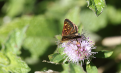 Butleria elwesi