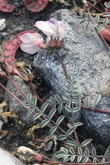 Astragalus nutzotinensis