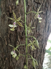 Epidendrum stamfordianum
