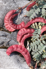 Astragalus nutzotinensis