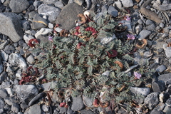 Astragalus nutzotinensis