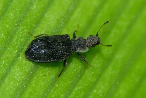 Swollen Fungus Beetle, photo 2 of 10