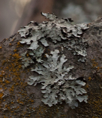 Hypotrachyna sinuosa