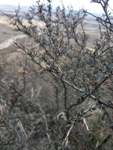 Alderleaf Mountain Mahogany