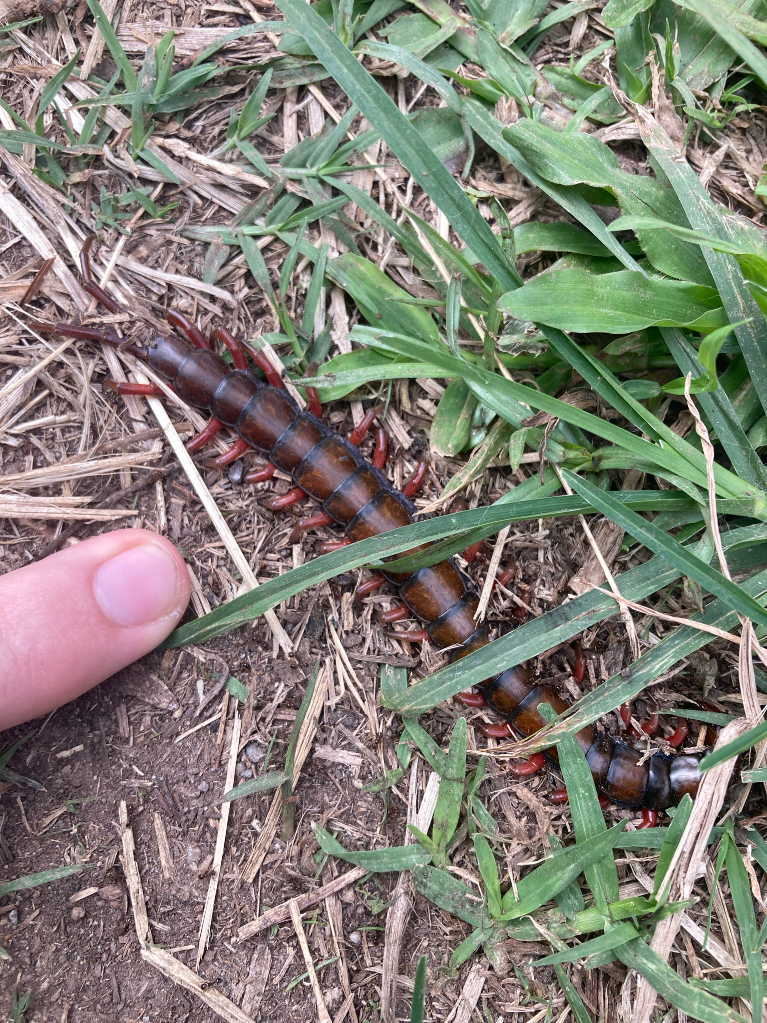 Scolopendra subspinipes Leach, 1815