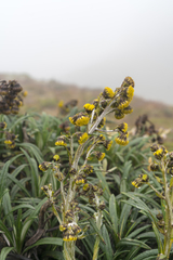 Senecio tephrosioides