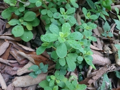 Peperomia liebmannii