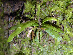 Notogrammitis ciliata