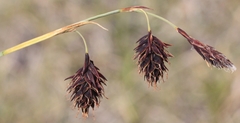 Carex atrofusca