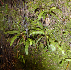 Notogrammitis ciliata