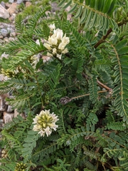 Astragalus garbancillo