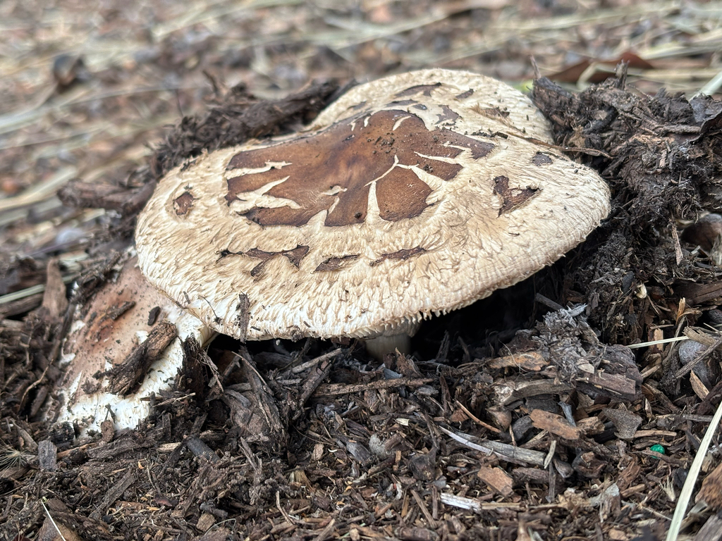 Chlorophyllum brunneum · January 2026 · photo: © tidepooltales (iNaturalist, cc-by)