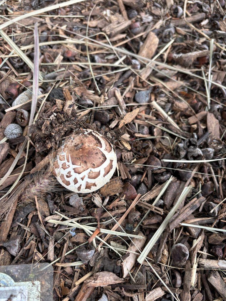 Chlorophyllum brunneum · January 2026 · photo: © tidepooltales (iNaturalist, cc-by)