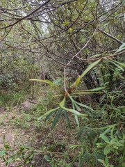 Grevillea venusta, photograph author not stated, no rights reserved