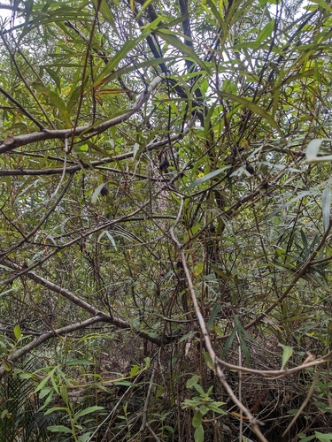 Grevillea venusta, photograph 3