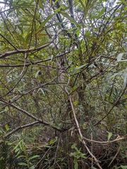 Grevillea venusta, photograph author not stated, no rights reserved