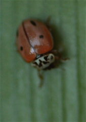 Mulsantina mexicana