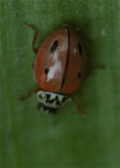 Mulsantina mexicana