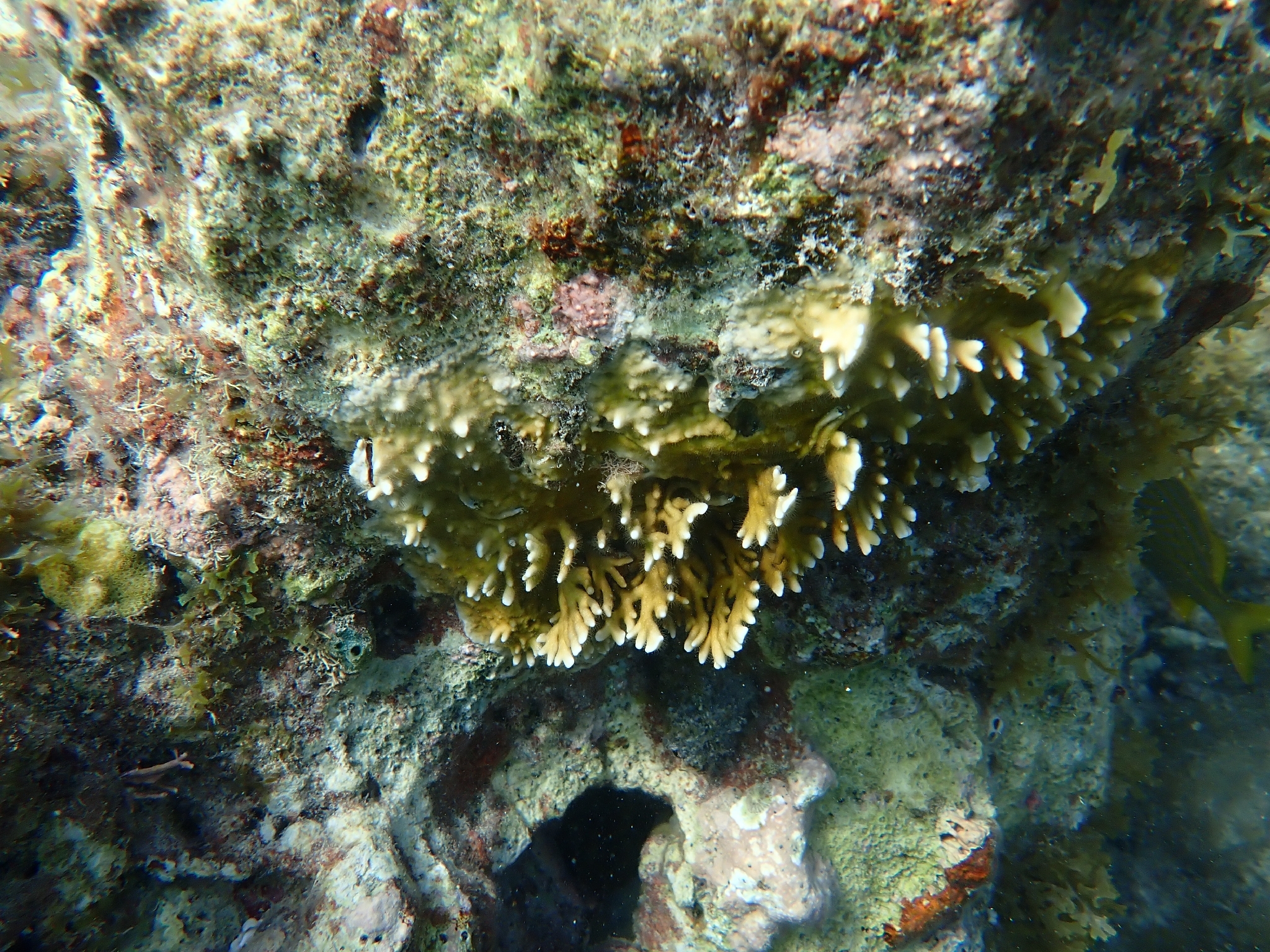 Millepora alcicornis Linnaeus, 1758