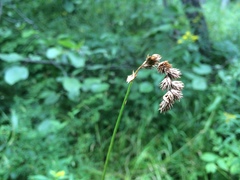 Carex scoparia