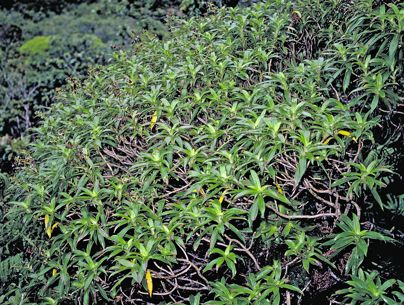Dubautia imbricata ssp. imbricata