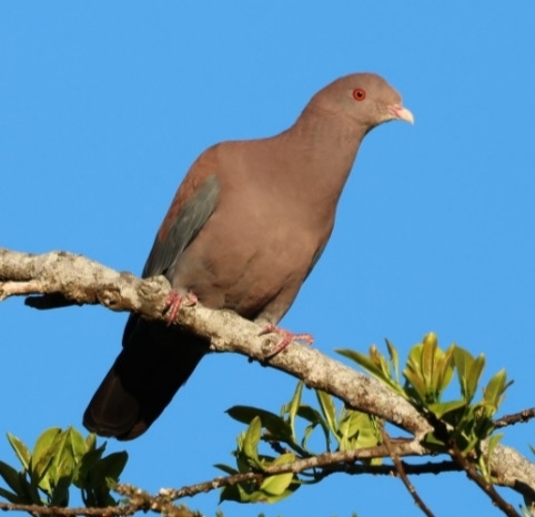 Red-billed Pigeon (Patagioenas flavirostris), photo 8