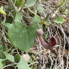 Aristolochia baetica