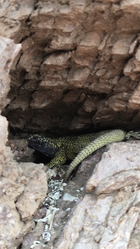 Maule Chuckwalla, Phymaturus maulense