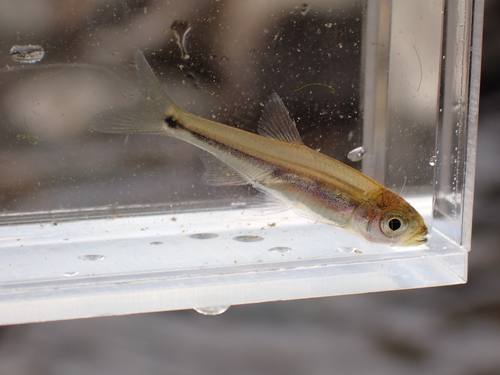 Predaceous chub (Parazacco spilurus) — Cyprinidae