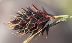 Carex atrofusca