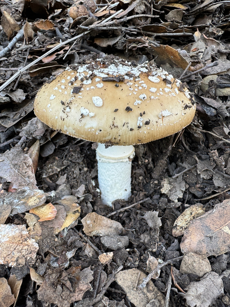 Amanita pantherinoides · January 2026 · photo: © travis566 (iNaturalist, cc-by)