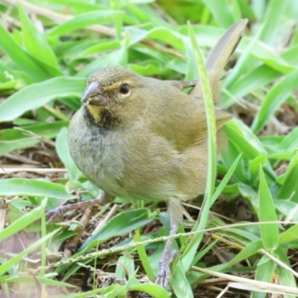 Yellow-faced Grassquit (Tiaris olivaceus), photo 5