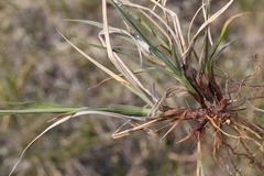 Carex atrofusca