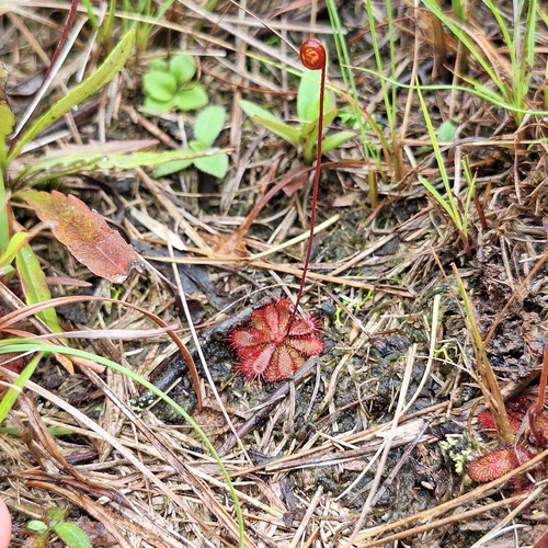 Drosera montana