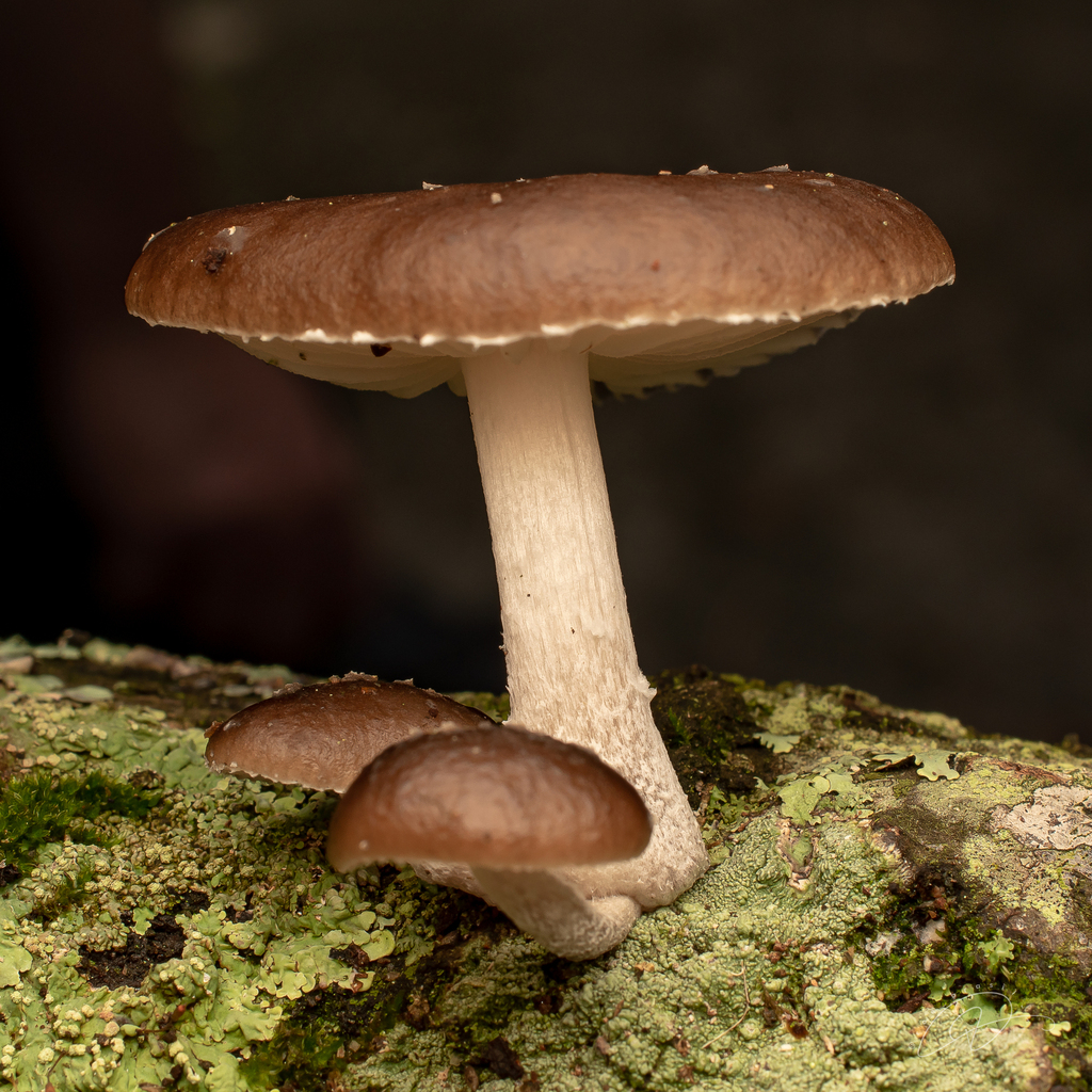 Oudemansiella cubensis · January 2026 · photo: © roe_brasil (iNaturalist, cc-by)