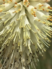 Kniphofia albescens