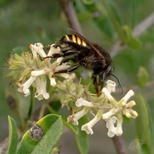 Photo of Four-striped Melipona (Melipona quadrifasciata)