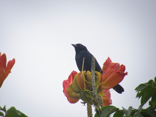 Ruby-crowned Tanager (Tachyphonus coronatus), photo 6