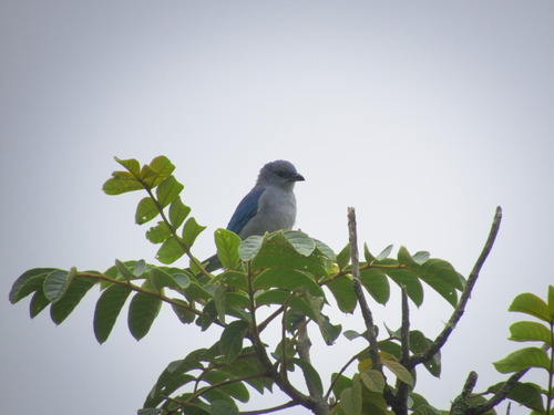 Azure-shouldered Tanager (Thraupis cyanoptera), photo 2