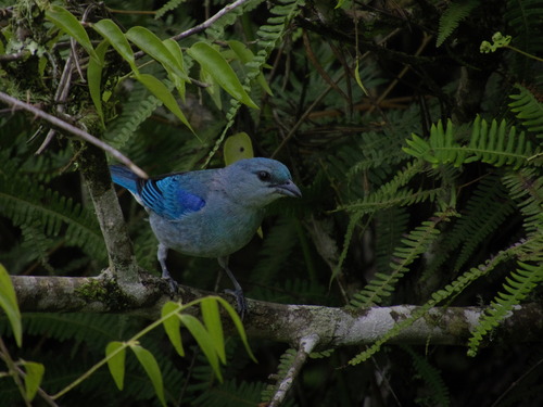 Azure-shouldered Tanager (Thraupis cyanoptera), photo 3