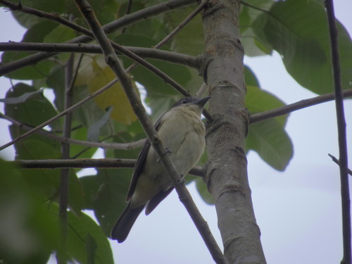 Crested Becard (Pachyramphus validus), photo 3
